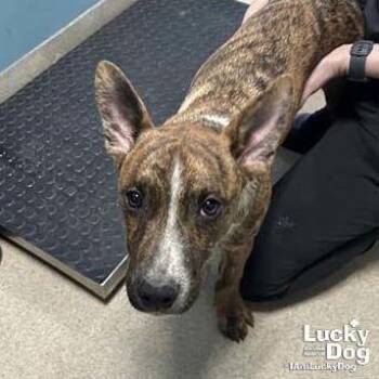 Australian Cattle Dog Blue Heeler Dogs Available for Adoption - Cooper | PetCurious