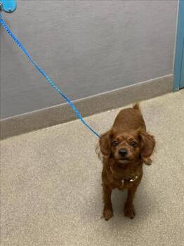 PUPPY -  Cocker Spaniel Dog for Adoption in Las Vegas, Nevada - PUPPY | PetCurious