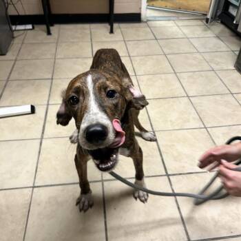 Frodo -  Hound Dog for Adoption in Newport, North Carolina - Frodo | PetCurious