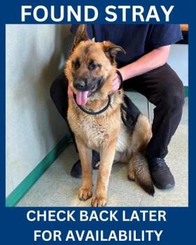 German Shepherd Dog Dogs Available for Adoption in Hamilton Township, New Jersey - Linear | PetCurious