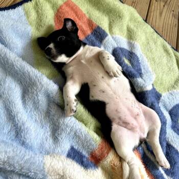Whitney -  Chihuahua and Mixed Breed Dog for Adoption in Helena, Alabama - Whitney | PetCurious