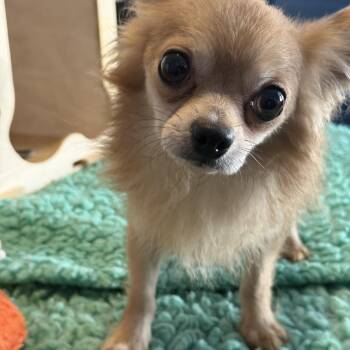 Wilma -  Chihuahua Dog for Adoption in Memphis, Tennessee - Wilma | PetCurious