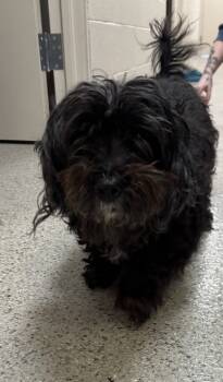 Rescue Shih Tzu and Poodle Dogs for Adoption in Fishers, Indiana - Rowdy | PetCurious