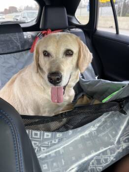 Rescue Yellow Labrador Retriever Dogs for Adoption in Medina, Ohio - Zurie-Not Accepting Applications Yet!!! | PetCurious
