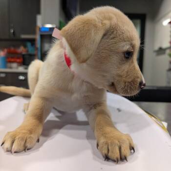 Spaniel and Labrador Retriever Dogs Available for Adoption in Tampa, Florida - Dixie Grimes | PetCurious