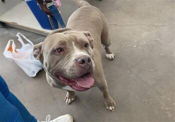 Mixed Breed Dogs Available for Adoption in Dallas, Texas - SAMMY | PetCurious