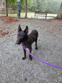Talon - Located in Virgina -  Belgian Shepherd Malinois Dog for Adoption in Imlay City, Michigan - Talon - Located In Virgina | PetCurious