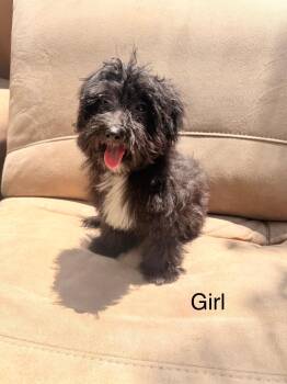 Ranger -  Goldendoodle and Standard Poodle Dog for Adoption in Moreno Valley, California - Ranger | PetCurious