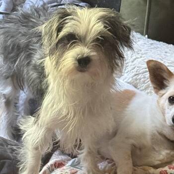 Darla -  Yorkie Poo Dog for Adoption in Pleasant Valley, New York - Darla | PetCurious