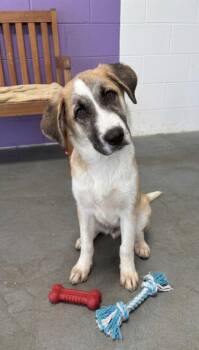 **HECTOR** -  Anatolian Shepherd Dog for Adoption in North Prairie, Wisconsin - **HECTOR** | PetCurious