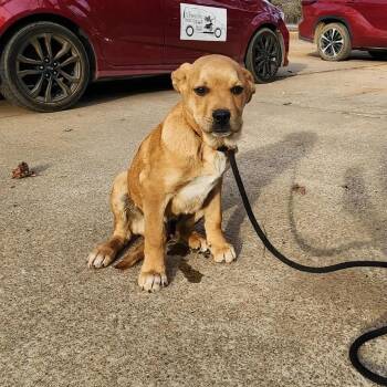 Golden Retriever and Great Pyrenees Dogs Available for Adoption - D Pup 3 | PetCurious