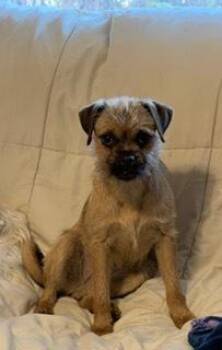 Border Terrier Dogs Available for Adoption - Michelle | PetCurious