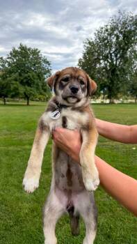 Grace -  Shepherd Dog for Adoption in Denver, Colorado - Grace | PetCurious