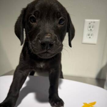 Labrador Retriever and Hound Dogs Available for Adoption in Tampa, Florida - Saul | PetCurious