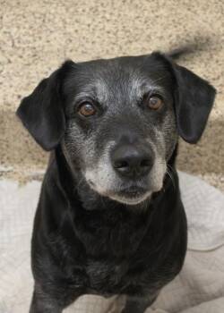 Noventa 63919 -  Mixed Breed Dog for Adoption in Aiken, South Carolina - Noventa 63919 | PetCurious