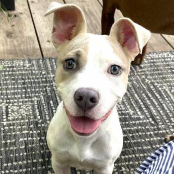 Moana -  Pit Bull Terrier Dog for Adoption in Minneapolis, Minnesota - Moana | PetCurious