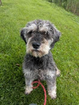 Billy -  Schnauzer Dog for Adoption in Vaudreuil-dorion, Quebec - Billy | PetCurious