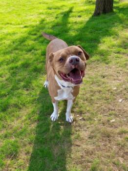 Rescue Pit Bull Terrier Dogs for Adoption in Morgantown, Kentucky - Stone | PetCurious