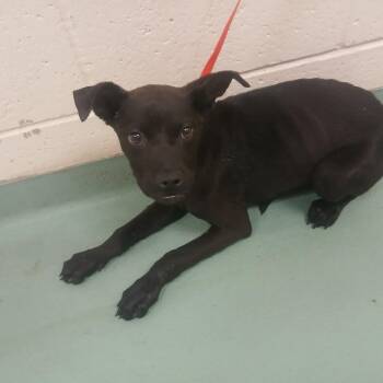 Mixed Breed Dogs Available for Adoption in Memphis, Tennessee - Minky | PetCurious
