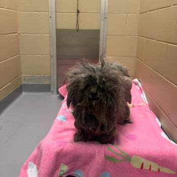 Mixed Breed Dogs Available for Adoption in Columbus, Georgia - 05/08/2026-Stray-BeatriceAvenue | PetCurious