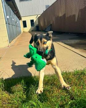 Rescue Siberian Husky Dogs for Adoption in Jackson, Mississippi - Tinkerbell | PetCurious