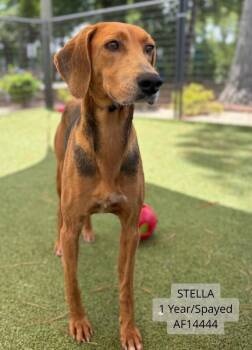Stella -  Black And Tan Coonhound Dog for Adoption - Stella | PetCurious