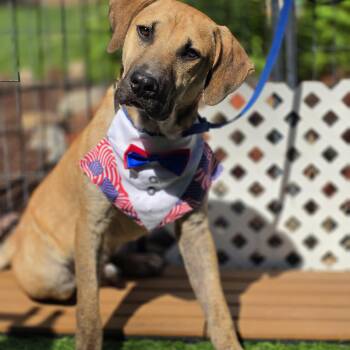 Fabio -  Black Mouth Cur and Mixed Breed Dog for Adoption in Blairstown, New Jersey - Fabio | PetCurious