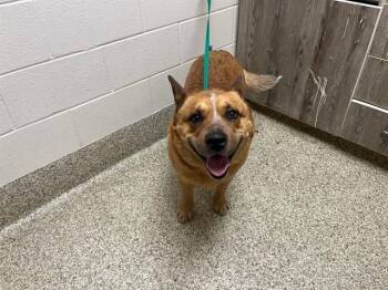 Australian Cattle Dog Blue Heeler and Mixed Breed Dogs Available for Adoption - WALTER | PetCurious