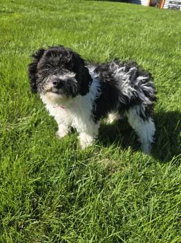 Oreo -  Bichon Frise and Poodle Dog for Adoption in Wheaton, Illinois - Oreo | PetCurious