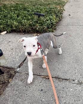 Pit Bull Terrier Dogs Available for Adoption - Maisie | PetCurious