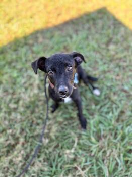 Rescue Beagle and Mixed Breed Dogs for Adoption in Aiken, South Carolina - Billie | PetCurious