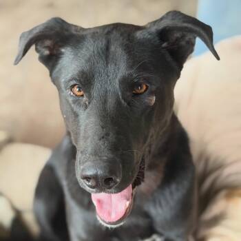 Hank -  Mixed Breed Dog for Adoption in Wilsall, Montana - Hank | PetCurious
