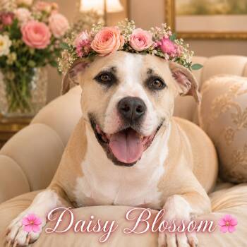 Miss Daisy Blossom -  American Staffordshire Terrier and Labrador Retriever Dog for Adoption in Farmington, Missouri - Miss Daisy Blossom | PetCurious