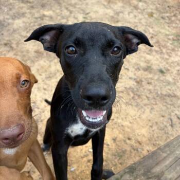 Chess Piece -  Mixed Breed Dog for Adoption in Wheeling, Illinois - Chess Piece | PetCurious
