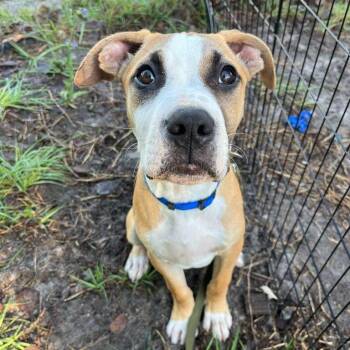 Boxer and Mixed Breed Dogs Available for Adoption in Merritt Island, Florida - Chai | PetCurious