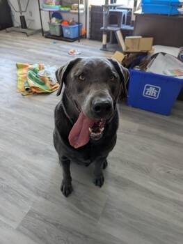 Rescue Labrador Retriever Dogs for Adoption in Morden, Manitoba - Padfoot | PetCurious