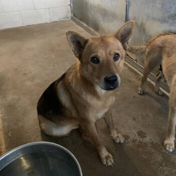 Lynx -  Shepherd Dog for Adoption in Edinburg, Texas - Lynx | PetCurious