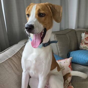 Farley FKA Arctic Pup: Bear -  Hound and Mixed Breed Dog for Adoption in Falls Church, Virginia - Farley FKA Arctic Pup: Bear | PetCurious