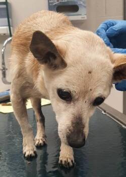 Isaiah -  Chihuahua and Mixed Breed Dog for Adoption in Gastonia, North Carolina - Isaiah | PetCurious