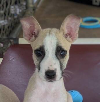 Miller -  Terrier and Cattle Dog Dog for Adoption in Ozark, Alabama - Miller | PetCurious