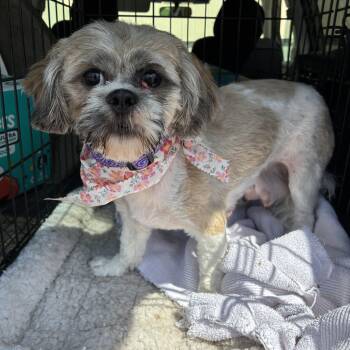 Aimee -  Shih Tzu Dog for Adoption in Danville, Vermont - Aimee | PetCurious