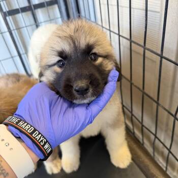 Kodi -  Anatolian Shepherd and Great Pyrenees Dog for Adoption in Austin, Texas - Kodi | PetCurious