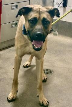 DEUCE -  Mastiff and German Shepherd Dog Dog for Adoption - DEUCE | PetCurious