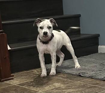 Nia -  Pit Bull Terrier Dog for Adoption in Saint Paul, Minnesota - Nia | PetCurious
