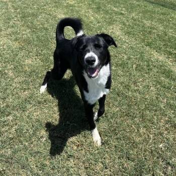 Macaron -  Border Collie Dog for Adoption in New York, New York - Macaron | PetCurious