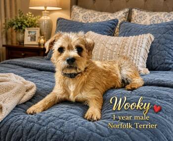 WOOKY 1 YEAR MALE NORFOLK TERRIER - PETCO, 5011 E. RAY ROAD, PHX -  Norfolk Terrier Dog for Adoption in Mesa, Arizona - WOOKY 1 YEAR MALE NORFOLK TERRIER - PETCO, 5011 E. RAY ROAD, PHX | PetCurious