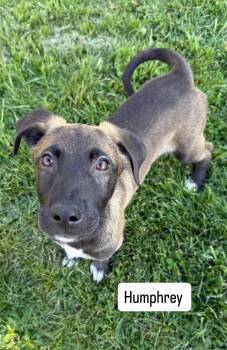 Shepherd and Catahoula Leopard Dog Dogs Available for Adoption in Roxbury Township, New Jersey - Humphrey  | PetCurious