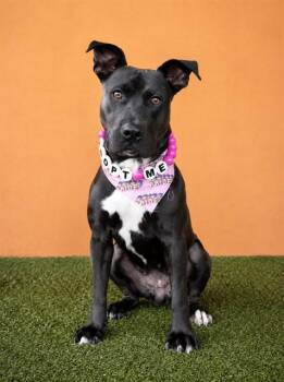 LEONA -  American Staffordshire Terrier and Mixed Breed Dog for Adoption in Doral, Florida - LEONA | PetCurious