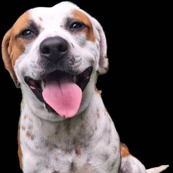 Logan 9911 -  American Bulldog and Labrador Retriever Dog Available for Adoption in Loxahatchee Groves, Florida - Logan 9911 | PetCurious