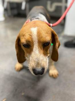 Beagle Dogs Available for Adoption in Munfordville, Kentucky - Mick Jagger | PetCurious